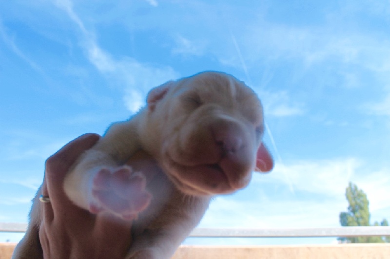 Chiots de Ryna I del do yel et Dogo del do yel